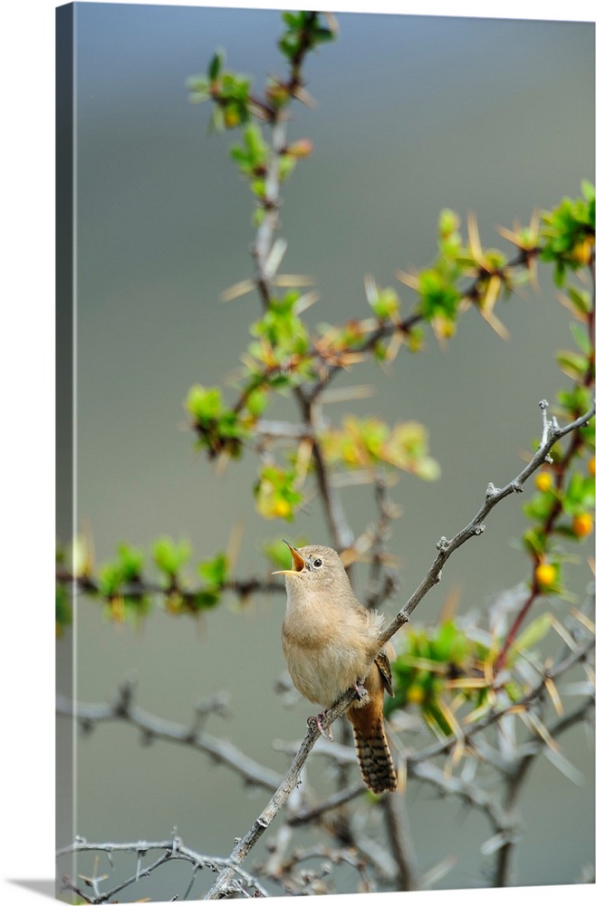 Chile, Aysen, Valle Chacabuco. House Wren (Troglodytes aedon) in Patagonia Park.