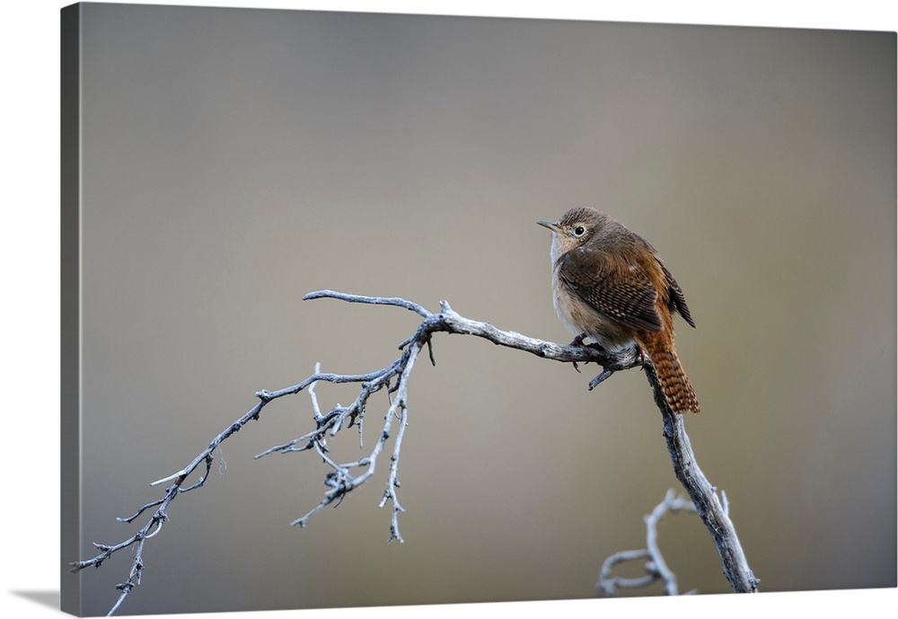 Chile, Aysen, Valle Chacabuco. House Wren (Troglodytes aedon) in Patagonia Park.