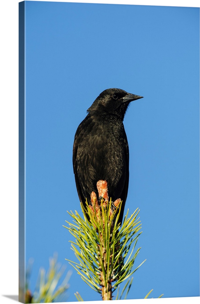 Chile, Aysen, Villa Frei. Austral Blackbird (Curaeus curaeus).