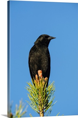 Chile, Aysen, Villa Frei, Austral Blackbird (Curaeus Curaeus)