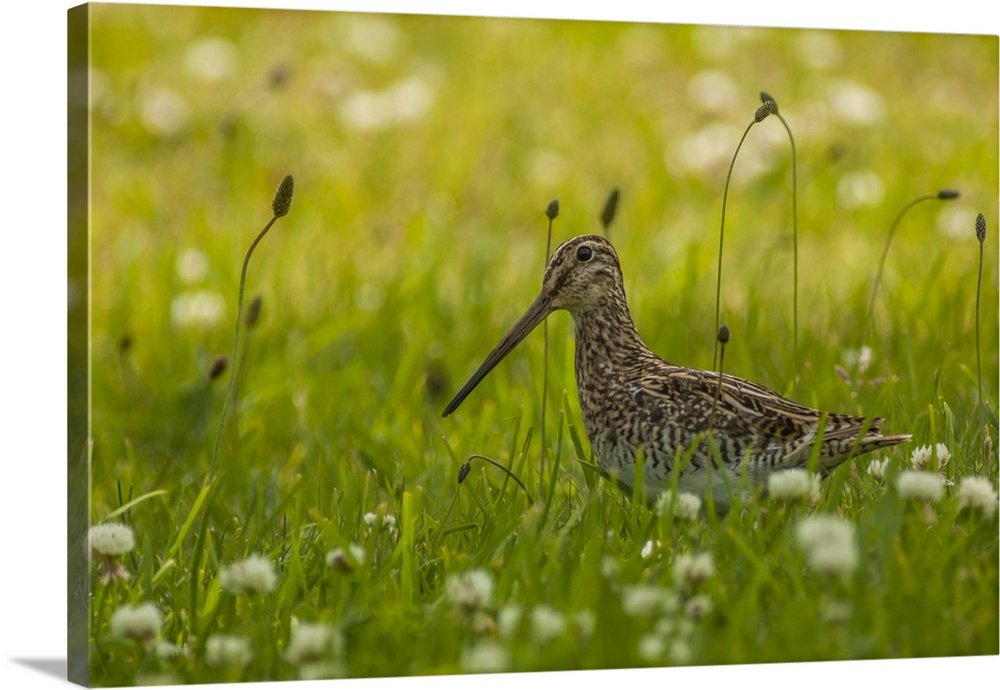 Chile, Patagonia. Common snipe in grass.