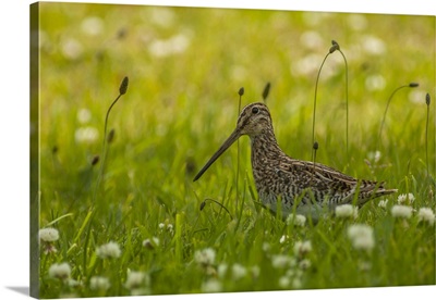Chile, Patagonia, Common snipe in grass