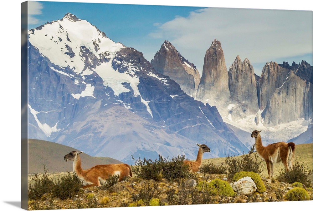 Chile, Patagonia, Torres del Paine. Guanacos in field.