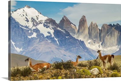 Chile, Patagonia, Torres del Paine, Guanacos in field