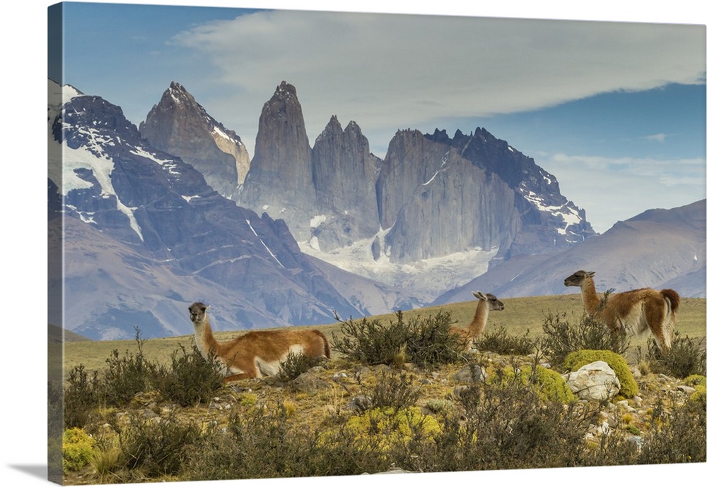 South America, Chile, Patagonia, Torres del Paine. Guanacos in field.