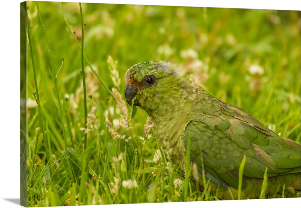 Chile, Patagonia, Torres del Paine National Park. Austral parakeet in grass.