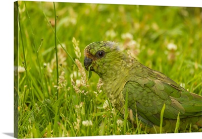 Chile, Patagonia, Torres del Paine National Park, Austral parakeet in grass