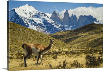 Chile, Torres Del Paine National Park, Guanaco In Front Of The Towers