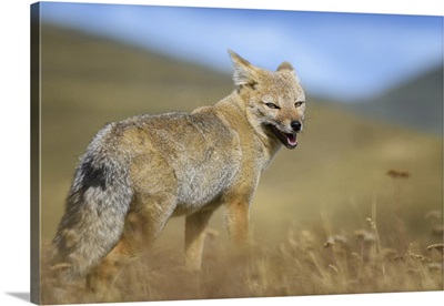 Chile, Torres Del Paine National Park, South American Grey Fox Portrait