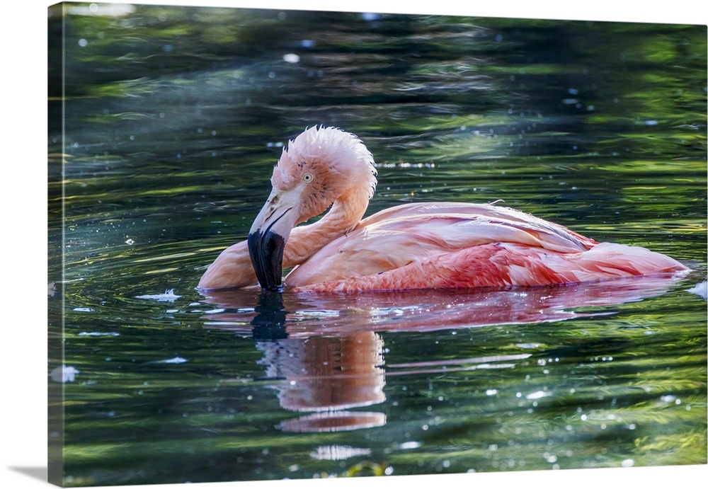 Chilean flamingo swimming. Nature, Fauna.