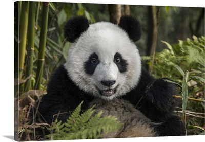 China, Chengdu, Chengdu Panda Base. Portrait of young giant panda