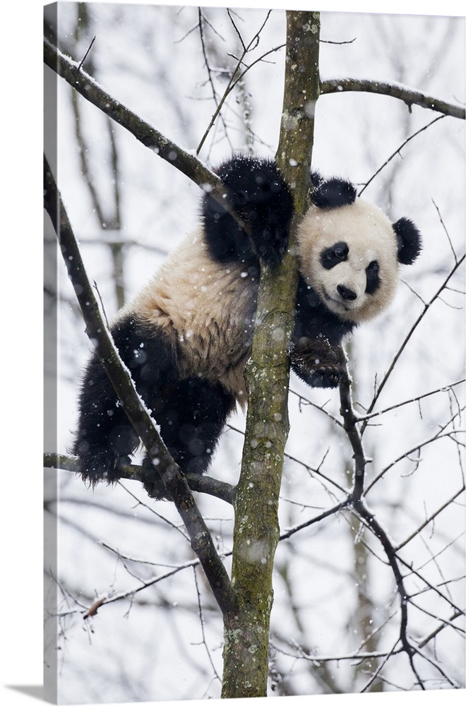 China, Chengdu Panda Base. Baby giant panda in tree.
