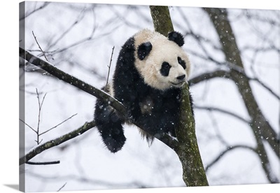 China, Chengdu Panda Base. Baby giant panda in tree