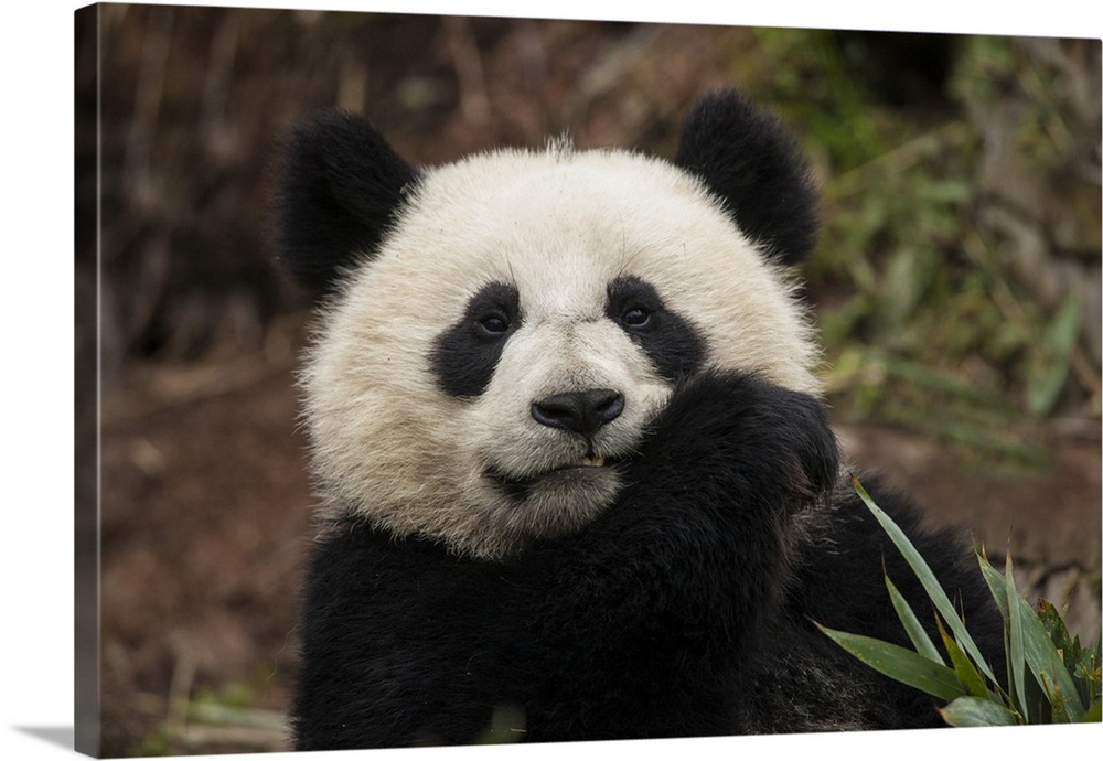 China, Chengdu Panda Base. Close-up of young giant panda.