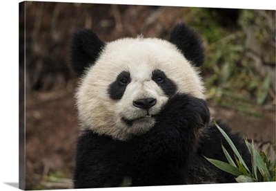 China, Chengdu Panda Base, Close-up of young giant panda