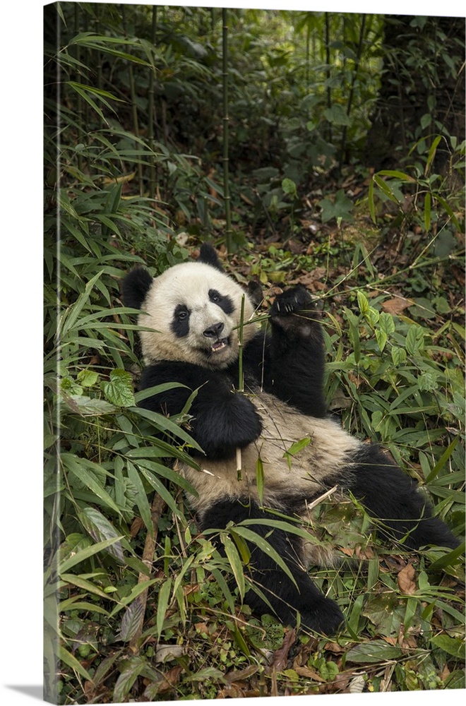 China, Chengdu Panda Base. Young giant panda eating.