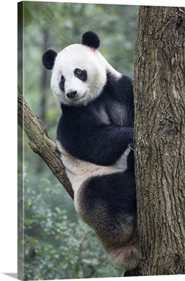 China, Giant Panda Bear at Chengdu Research Base
