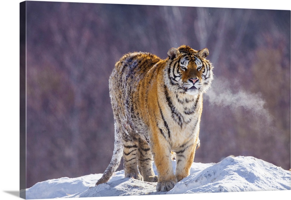 China, Harbin, Siberian Tiger Park. Siberian tiger in minus 31 degree weather.