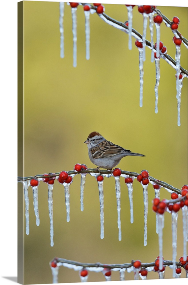 Chipping Sparrow (Spizella passerina), adult perched on icy branch of Possum Haw Holly (Ilex decidua) with berries, Hill C...