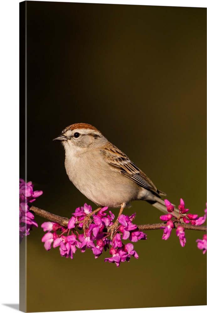 Chipping Sparrow (Spizella passerina) perched