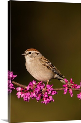 Chipping Sparrow (Spizella Passerina) Perched
