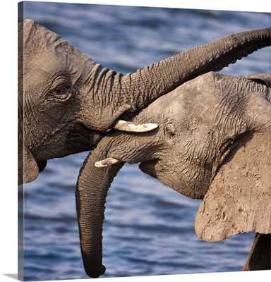 Chobe National Park, Botswana, A close-up of a pair of African Bush Elephants