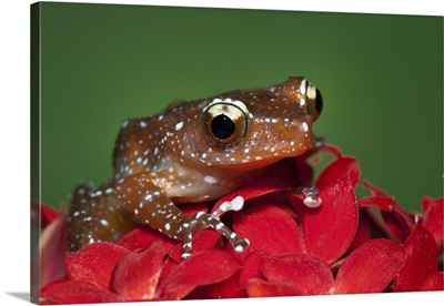 Cinnamon Tree Frog , Borneo