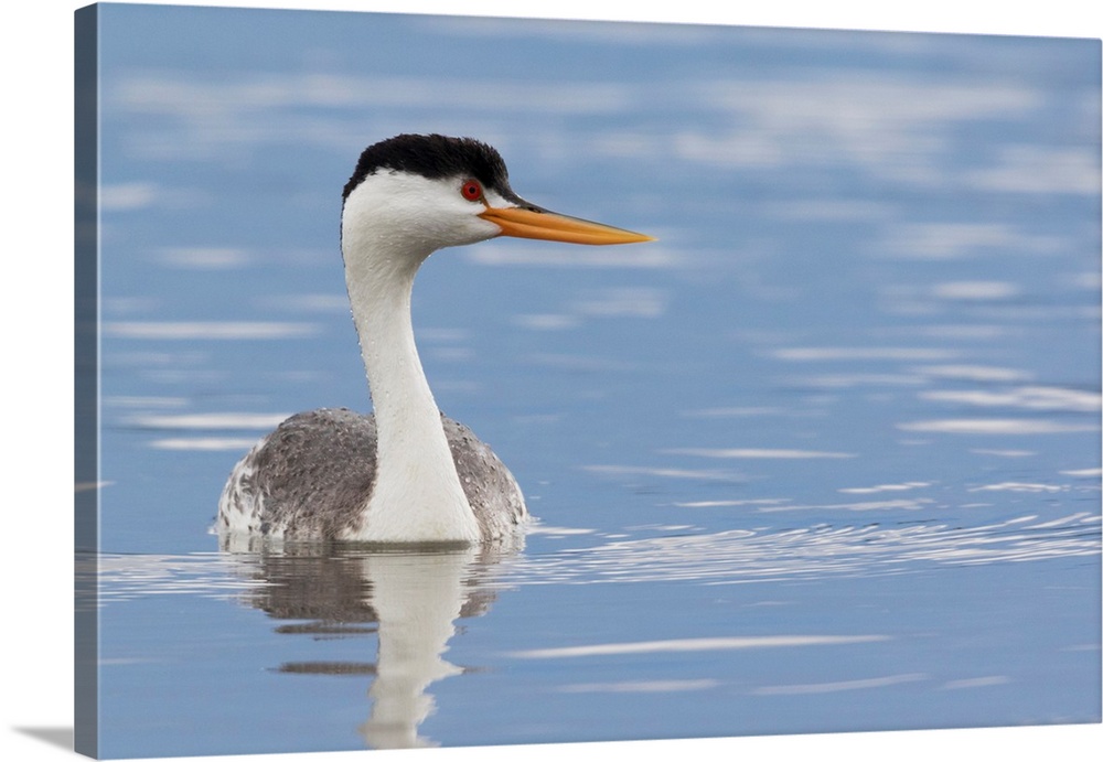 Clark's Grebe.