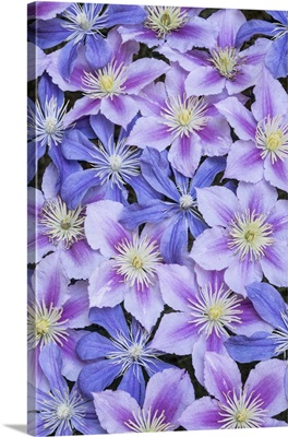 Clematis Flower Grouping Together In Blues And Pinks