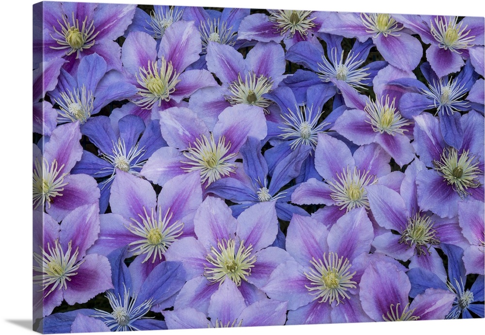 Clematis flower grouping together in blues and pinks
