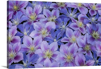 Clematis Flower Grouping Together In Blues And Pinks