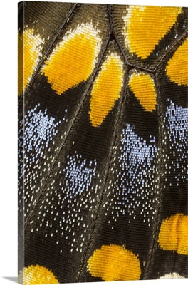 Close-up detail wing pattern of butterfly