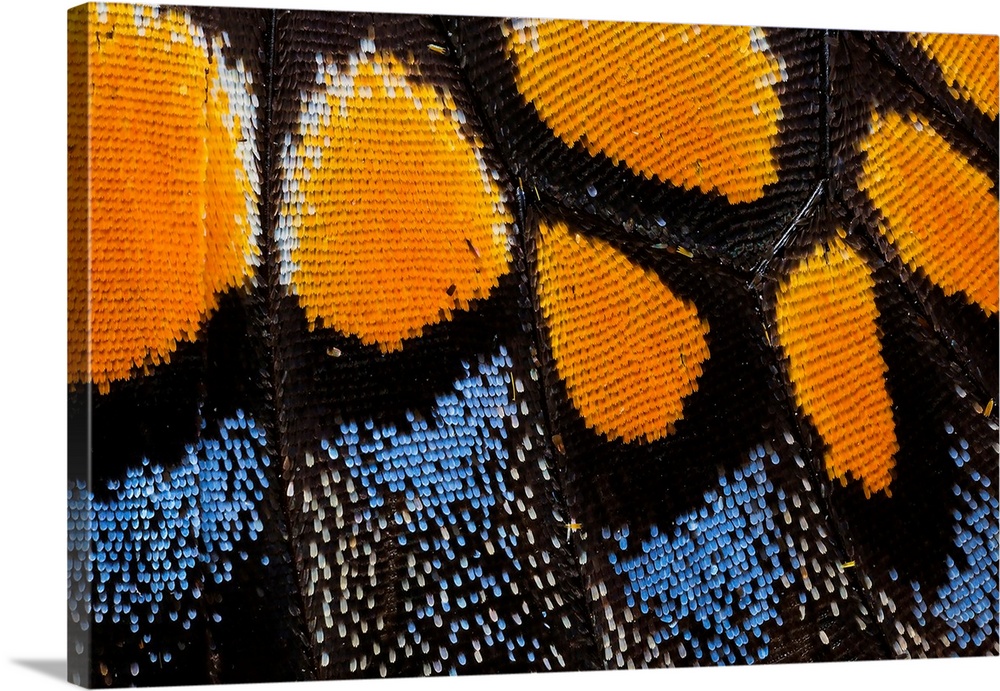 Close-up detail wing pattern of butterfly.