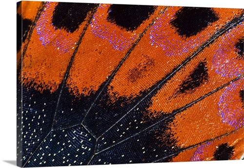 Close-up Of The Wings Of A Butterfly Art Print by Stockbyte 