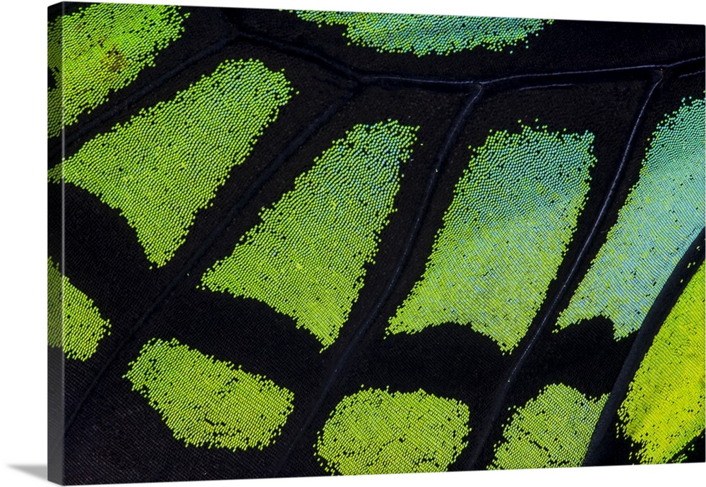 Close-up detail wing pattern of tropical butterfly.