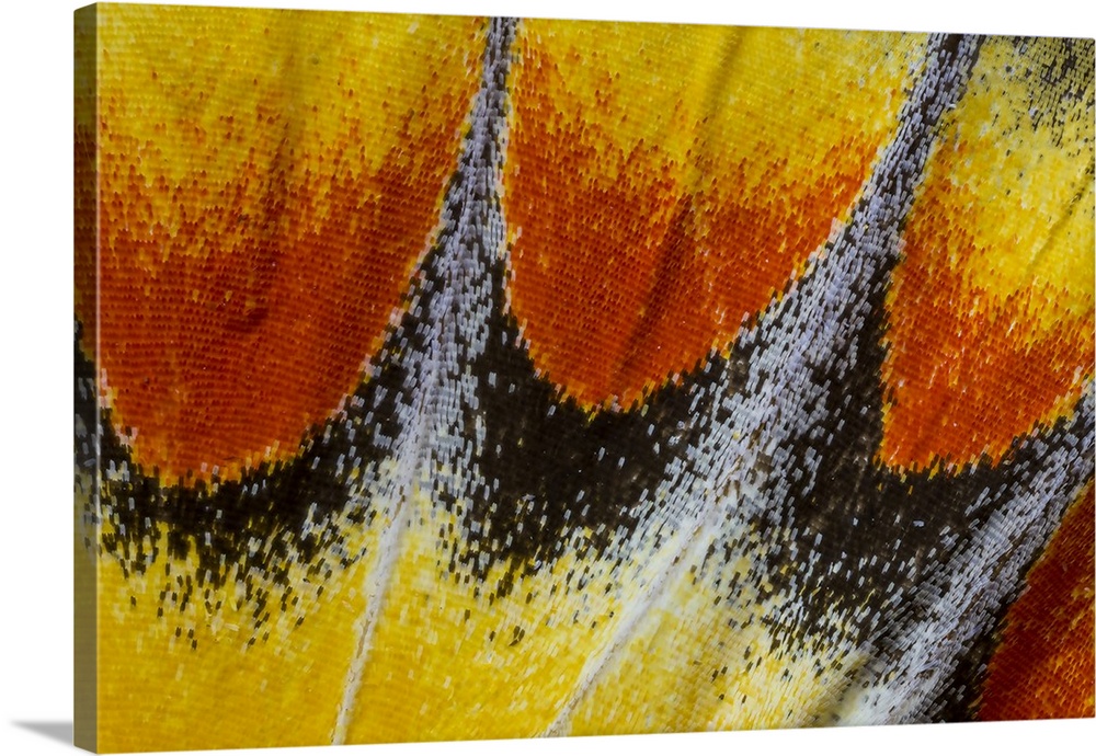 Close-up detail wing pattern of tropical butterfly.