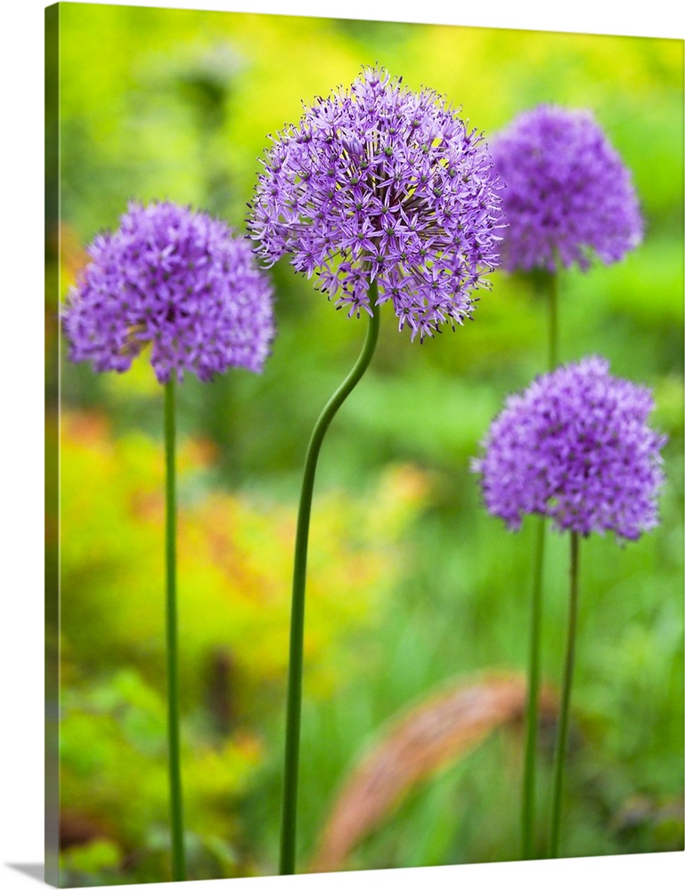USA, North America, Pennsylvania. Close-Up Image Of The Summer Flowering Bulbous Perennial Purple Allium Flowers