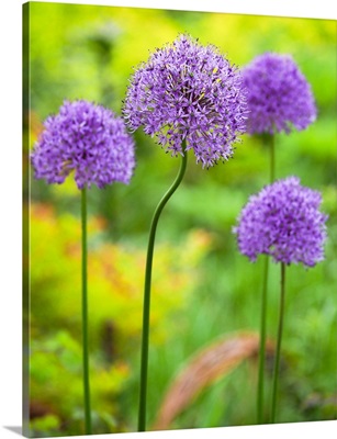 Close-Up Image Of The Summer Flowering Bulbous Perennial Purple Allium Flowers