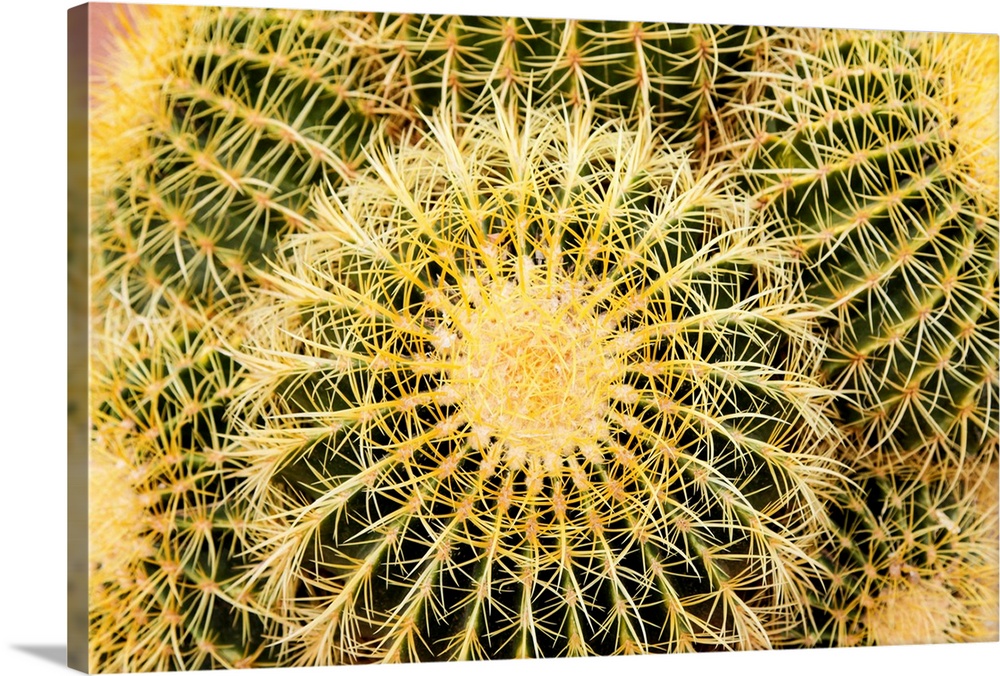 Tucson, Arizona, United States. Close up of a cactus at the White Stallion Dude Ranch.