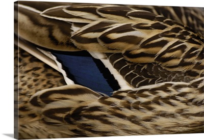 Close up of a female mallard's feathers