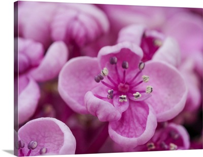 Close-Up Of A Hydrangea Macrophylla 'Ayesha', Lilac Pink