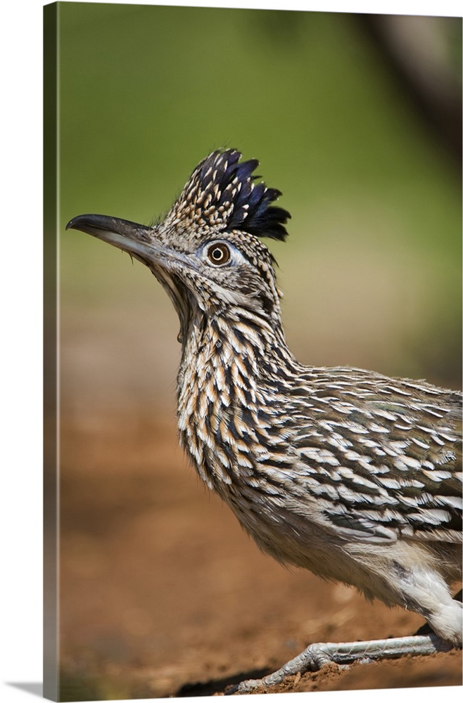 Texas, Rio Grande Valley, close-up of adult greater roadrunner bird.