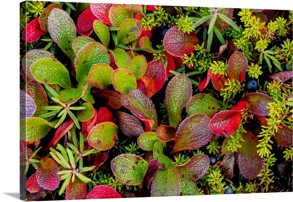 USA, Alaska. Close-up of alpine bearberry and crowberry plants.