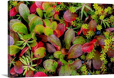 Close-Up Of Alpine Bearberry And Crowberry Plants, Alaska