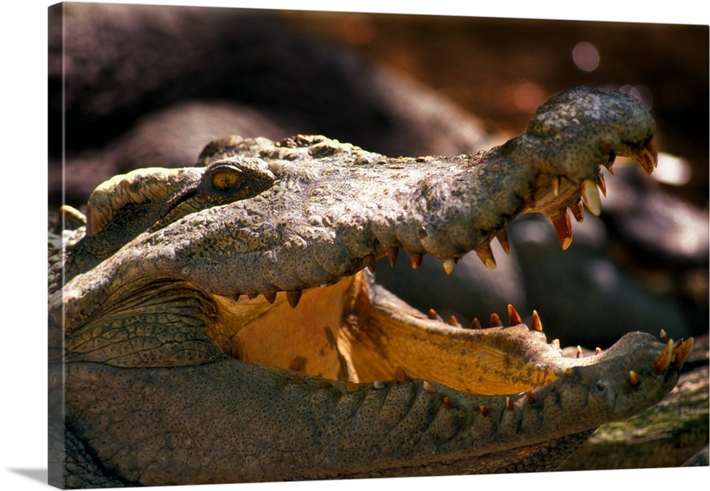 Close-up of an aligator with his mouth open.