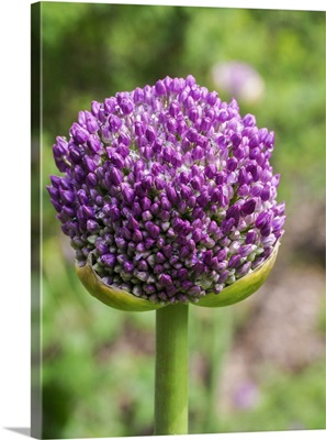 Close-Up Of An Allium Bud Before It Fully Opens