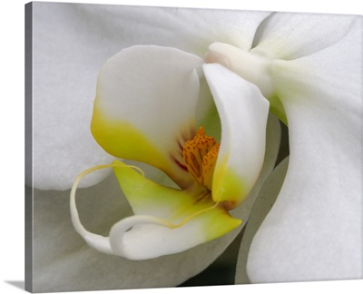 Close-Up Of An White Orchid