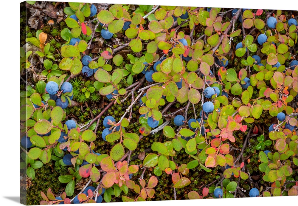USA, Alaska, Dalton Highway. Close-up of blueberries.