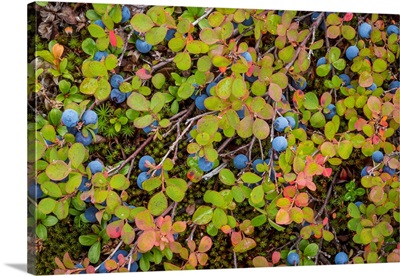 Close-Up Of Blueberries, Dalton Highway, Alaska