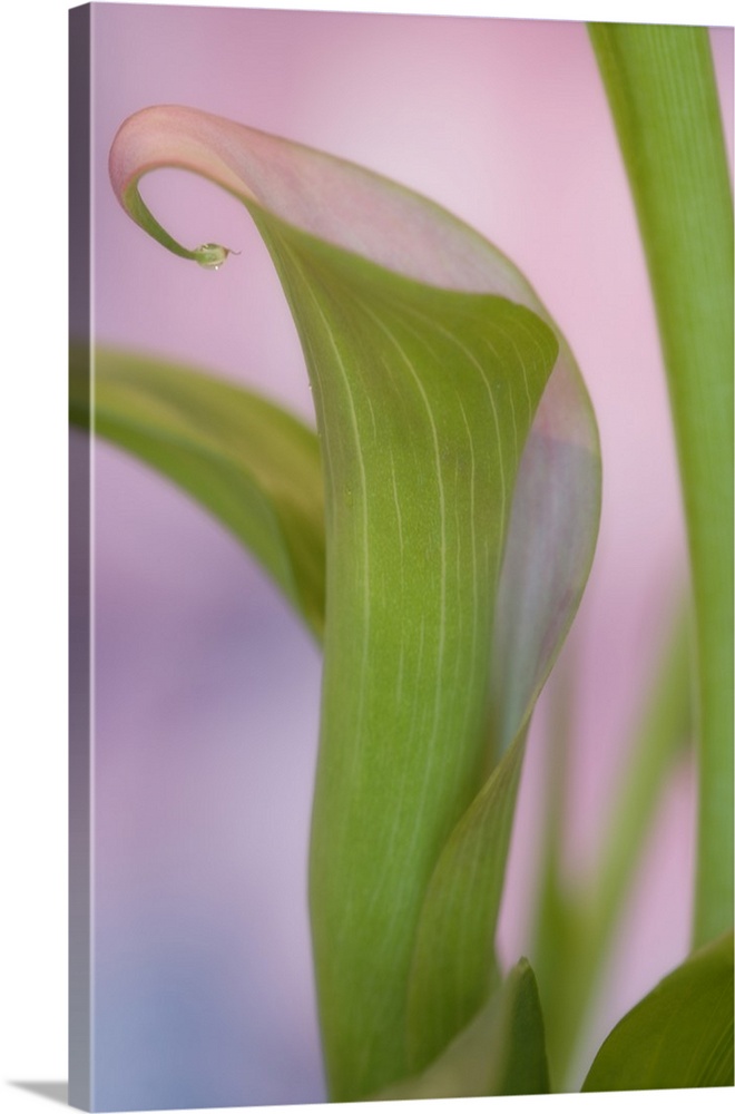 Close-up of calla Lily.